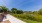 a walkway with grass and trees