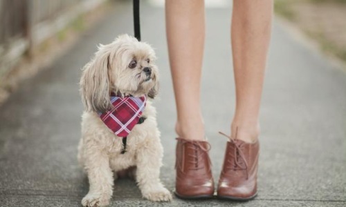a person holding a dog