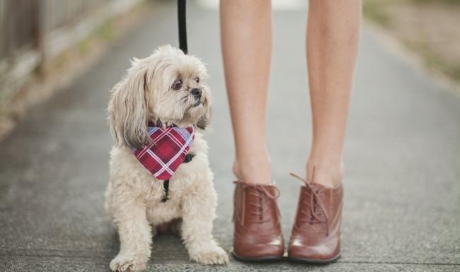 a person holding a dog